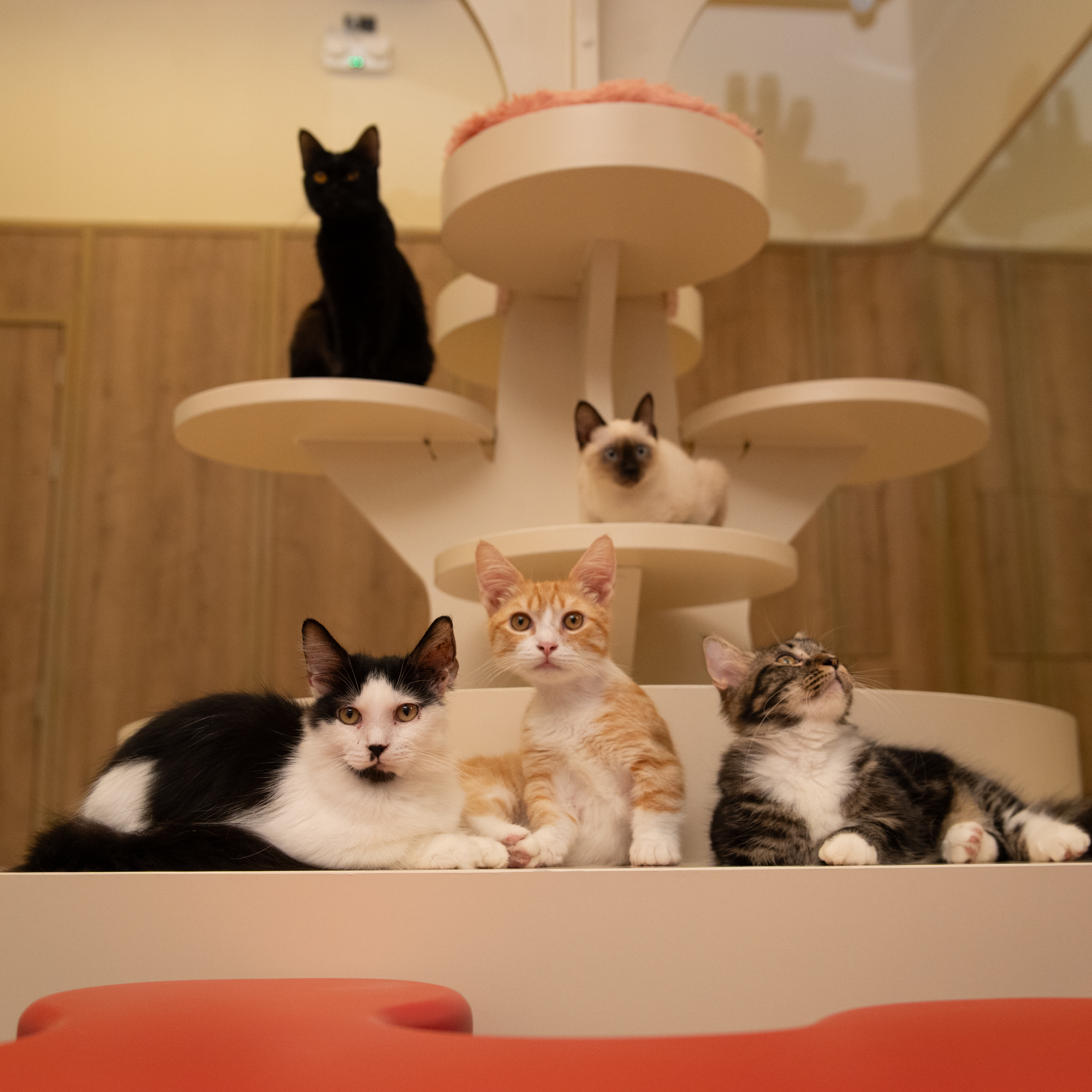 Cat in the Forest Prime – Central EastVille (Premium Cat Café, CSR Concept)